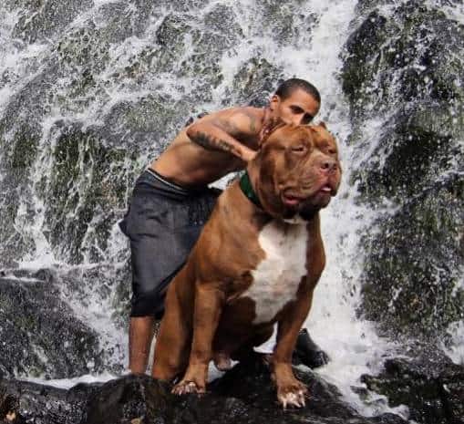 Hulk pitbull best sale puppy price